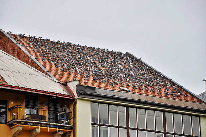 A2B Pest Control are able to install spikes to deter birds from roofs in Swanley. 