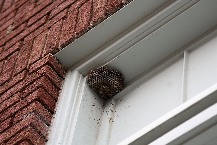 We provide a wasp nest removal service for domestic and commercial properties in Swanley.